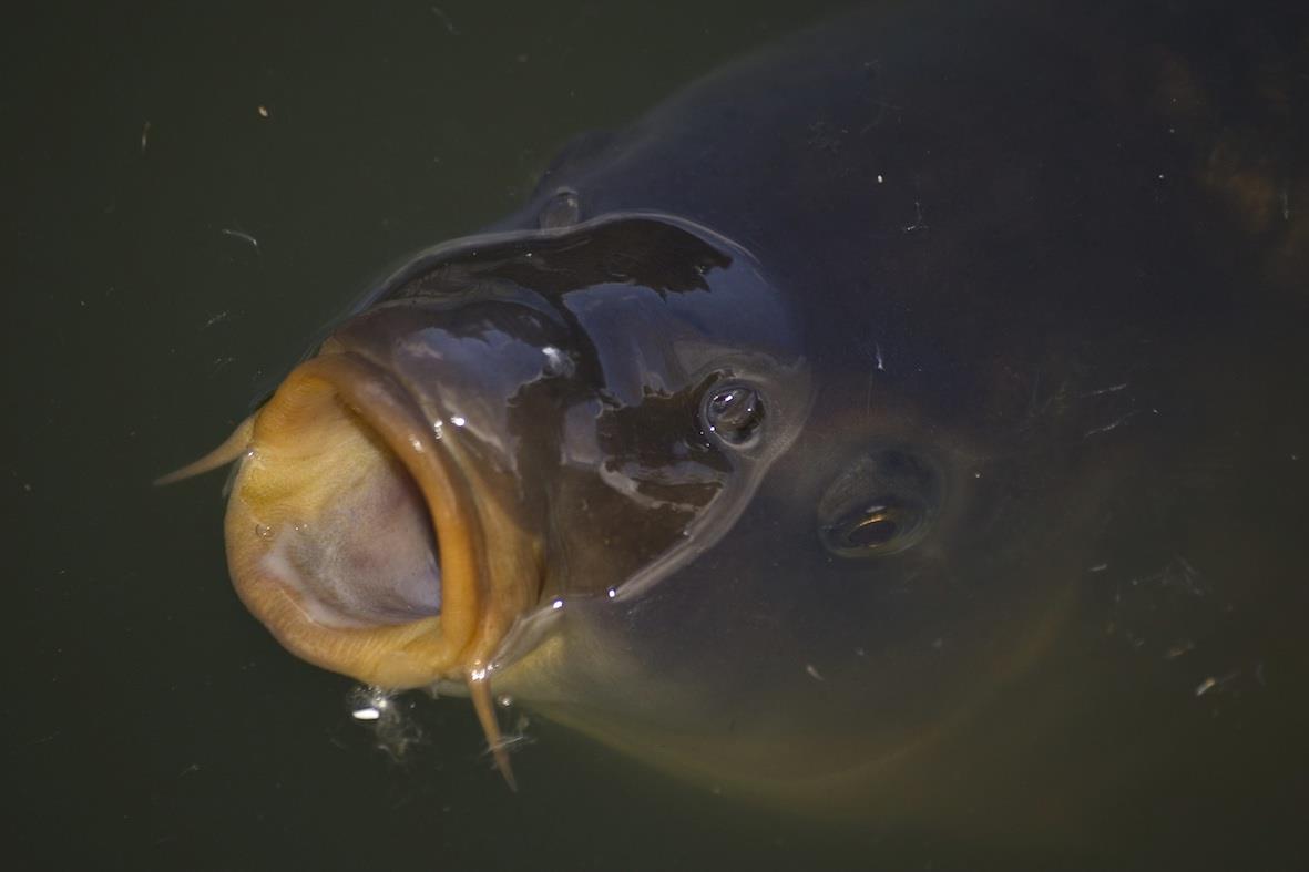 crapi - carp-off-the-top-web.jpg